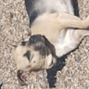 Meet your Posher, Wyatt